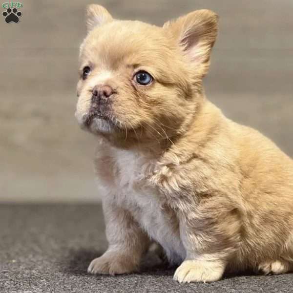 Creamette, French Bulldog Puppy